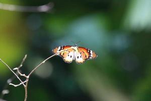 Plain Tiger Butterfly in a garden photo