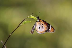 Plain Tiger Butterfly in a garden photo