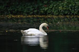 White swan in a pond photo