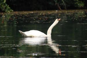 White swan in a pond photo