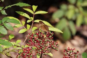 Rustic Butterfly in a garden photo