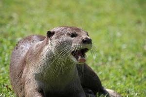 nutria de pelo liso en un campo foto