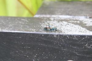 Common Blue Mud Dauber Wasp photo