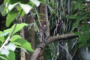 Long tailed macaque on a tree photo