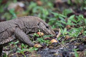 Clouded monitor lizard sifting through leaf litter photo