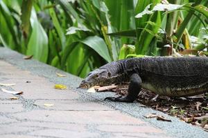 Malayan Water Monitor in a park photo