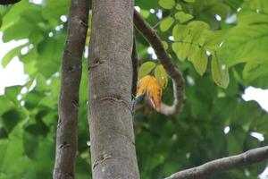 Malayan Flying Dragon in a forest photo