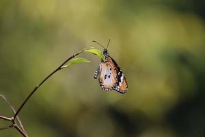 Plain Tiger Butterfly in a garden photo