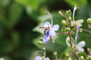 avispa scoliid alimentándose de néctar foto