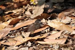 Malayan Pied Fantail amongst the leaves photo