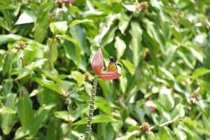 Sunbird de garganta marrón en una flor foto