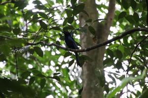 Greater Racket Tailed Drongo in a forest photo