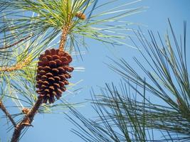 Pine flower on its tree isolated on blue sky. photo