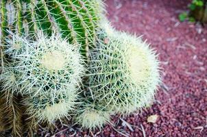 cactus de barril dorado redondo en primer plano en un jardín botánico tropical. foto