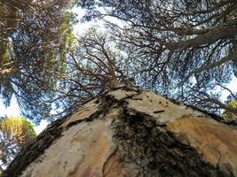 el bosque gigante, famoso por sus secuoyas gigantes en el bosque de australia. foto