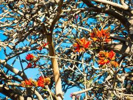 rojo anaranjado hermosas flores de erythrina en el árbol, es un género de plantas con flores en la familia de los guisantes, fabaceae. foto