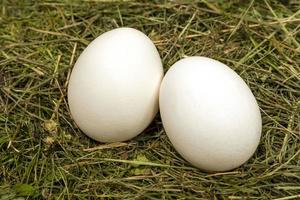 A group of two fresh eggs on the grass. The symbol of Easter photo