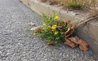 flores amarillas silvestres brotaron a través de grietas en el asfalto, la vida de la ciudad foto