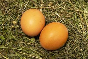 A group of two fresh eggs on the grass. The symbol of Easter photo