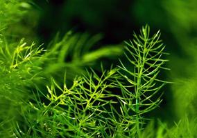 Freshness green fine leaves of Asparagus fern on natural background photo