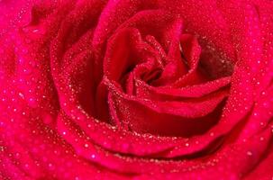 Frescura rosa roja con gotas de agua, fondo floral natural de colores vivos foto