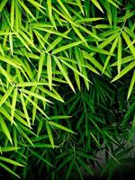 Vivid green color of bamboo leaf photo