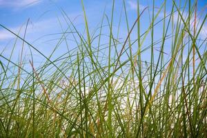 Freshness Vetiver Grass blade in the countryside photo