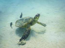 hawksbill turtle with fishes over the seabed in the red sea photo