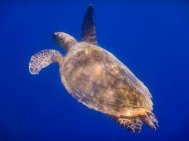 green sea turtle swims to the surface in deep blue water view from the side photo