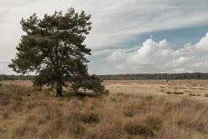 campo de otoño. el árbol solitario en el campo. vaca en el campo de otoño. finales de otoño foto