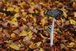 Mushrooms in autumn forest. Fallen leaves in background. Autumn in forest photo