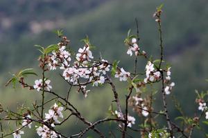 Almond blossoms in a city park in northern Israel. photo