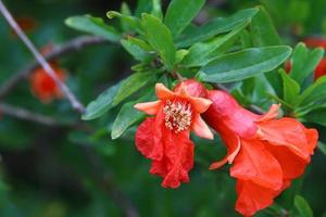 Pomegranates ripen on trees in a city park in northern Israel. photo