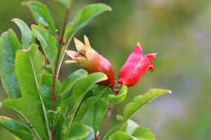 Pomegranates ripen on trees in a city park in northern Israel. photo