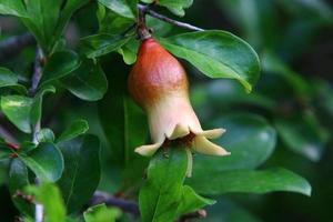 Pomegranates ripen on trees in a city park in northern Israel. photo