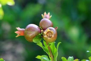 Pomegranates ripen on trees in a city park in northern Israel. photo