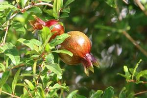 Pomegranates ripen on trees in a city park in northern Israel. photo