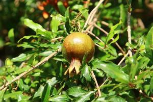 Pomegranates ripen on trees in a city park in northern Israel. photo