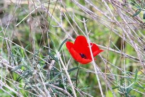 Bright anemone flowers bloomed in a forest clearing. photo