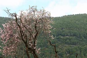 Almond blossoms in a city park in northern Israel. photo