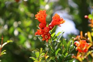 Pomegranates ripen on trees in a city park in northern Israel. photo