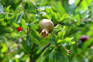 Pomegranates ripen on trees in a city park in northern Israel. photo