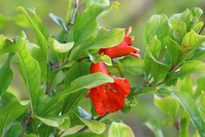 Pomegranates ripen on trees in a city park in northern Israel. photo