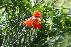 Pomegranates ripen on trees in a city park in northern Israel. photo