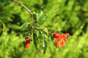 Pomegranates ripen on trees in a city park in northern Israel. photo