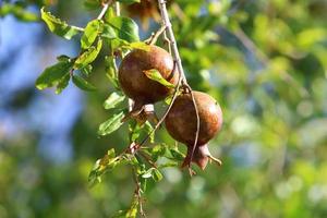 Pomegranates ripen on trees in a city park in northern Israel. photo