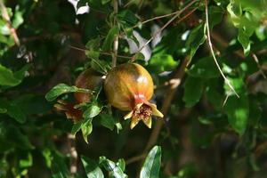 Pomegranates ripen on trees in a city park in northern Israel. photo