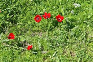 Bright anemone flowers bloomed in a forest clearing. photo