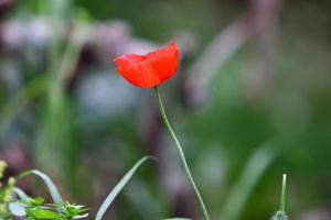 Bright anemone flowers bloomed in a forest clearing. photo