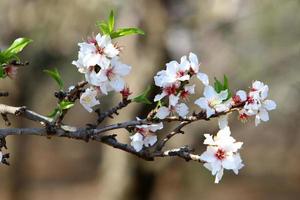 Almond blossoms in a city park in northern Israel. photo